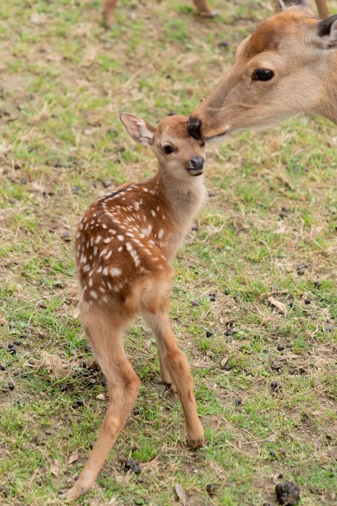 萌翻网友的"奈良小奶鹿" ,一出生就面临生存危机.