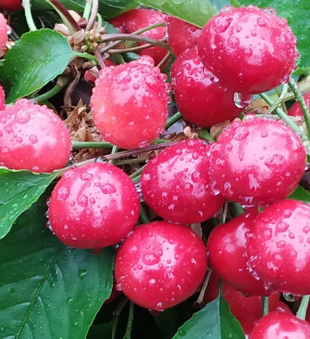 合阳樱桃熟了!地头直供,免费送货上门啦!