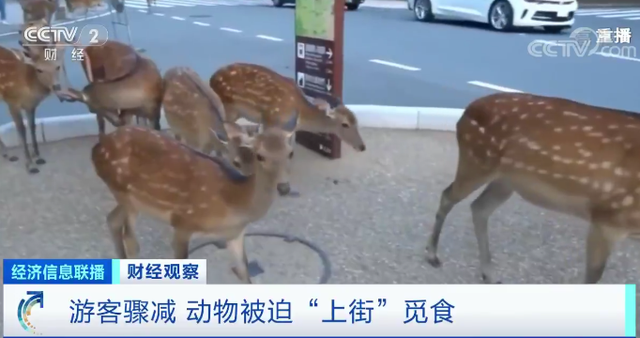 老牌旅游企业纷纷倒闭出局！游客骤减，全球酒店业餐饮业停摆