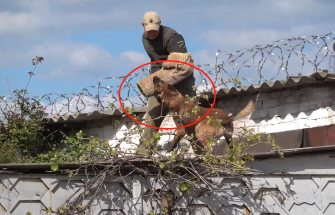 原创坏人爬墙进房子马犬看到后采取行动结果他悲剧了