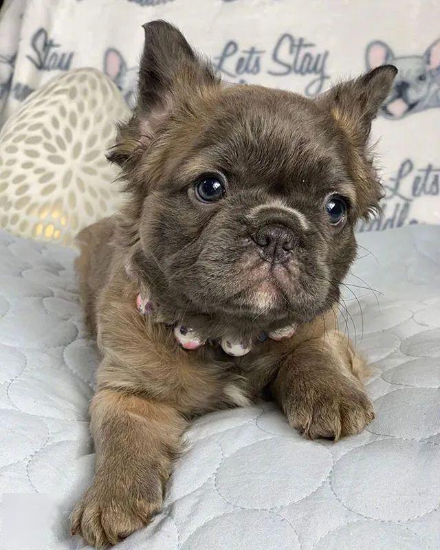 请问你见过长毛法斗吗不是小猪崽是小熊宝