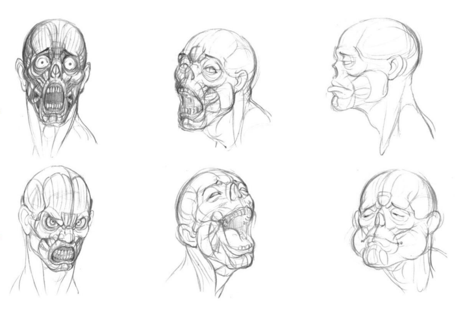 零基礎向丨瞭解人體結構之肌肉,怎麼畫好面部五官?(乾貨~)