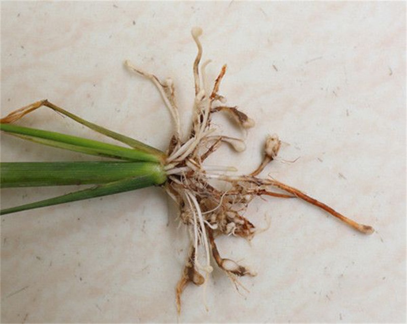 直播早稻大面积僵苗根上长根瘤是水稻根结线虫病如何防治