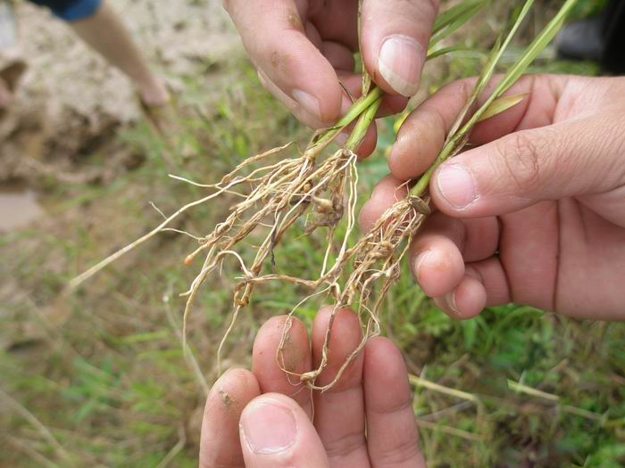 直播早稻大面积僵苗根上长根瘤是水稻根结线虫病如何防治