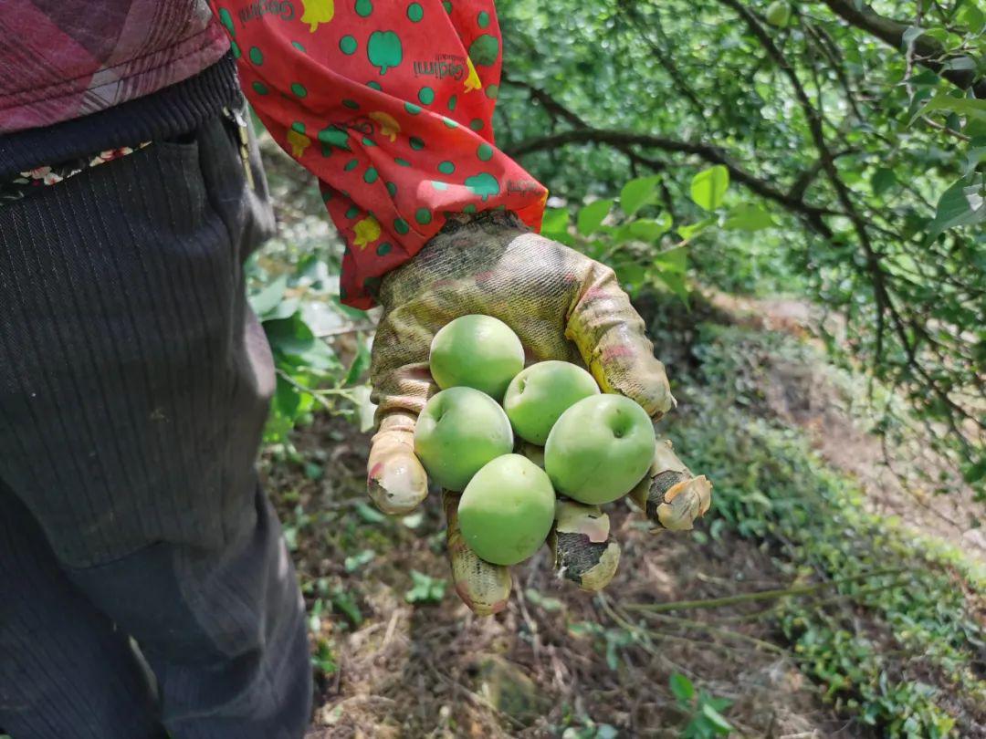 又到一年青梅季一起走进古越龙山青梅基地