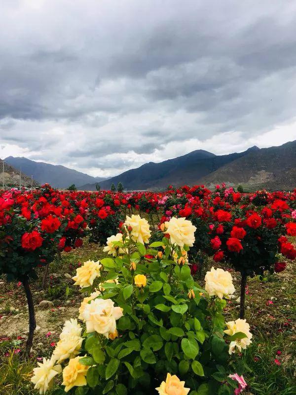 今年8月我们相聚象雄美朵生态旅游文化产业园