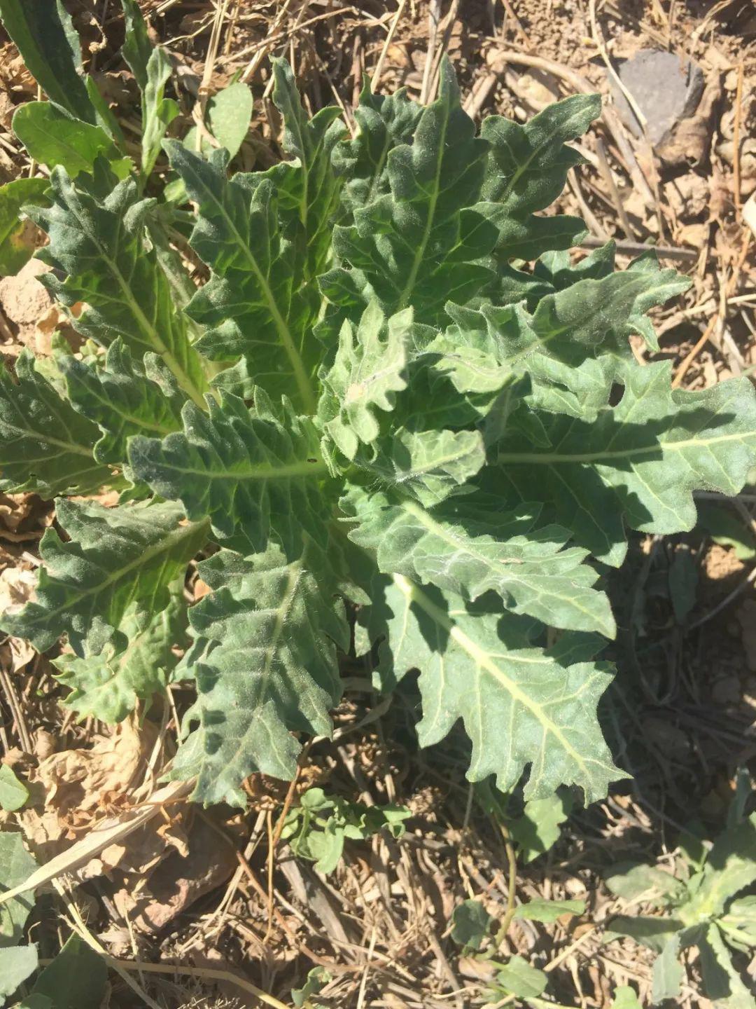 现场拔出后根部图片天仙子大小株区别天仙子开花时的整柱图片天仙子