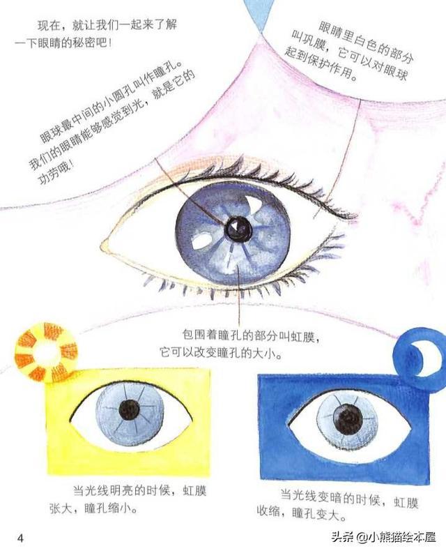奇妙的人体科普绘本系列眼睛的秘密