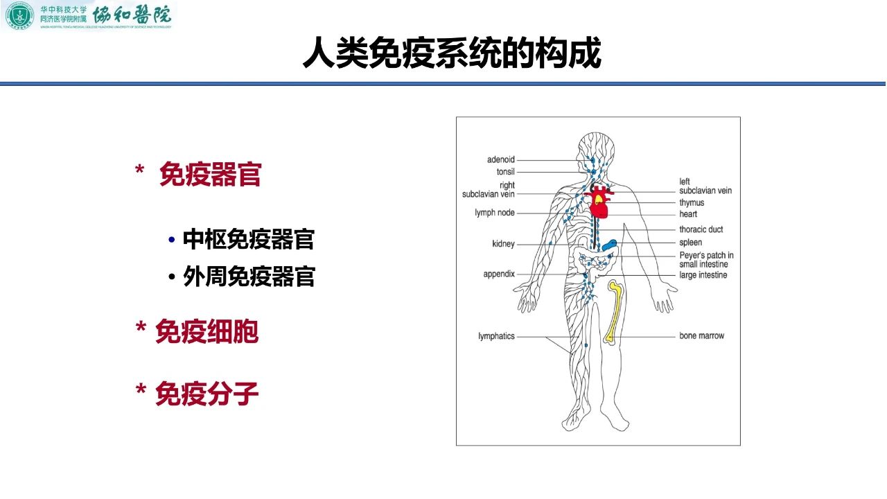 人类免疫系统构成几个层次,一个是免疫器官,包括中枢免疫器官和外周