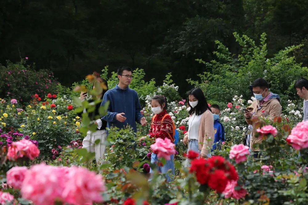 所园与江苏省生态环境厅联合开展蔷薇花信自然课堂直播活动