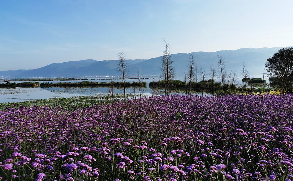 石屏县环异龙湖步道全长37公里,步道路面采用红蓝相间的彩色沥青铺成.