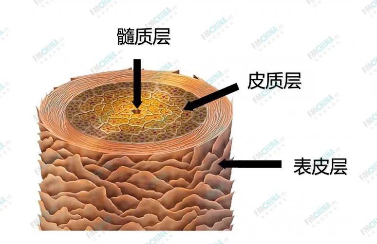 髓质层:约占10%,主要从头皮中吸取营养物质,以供头发生长