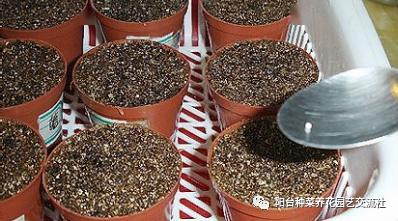 波斯菊种子:让您的花园绽放秋日浪漫