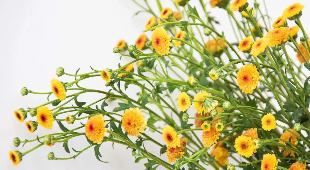 纽扣菊:如鬼马小精灵般的花朵