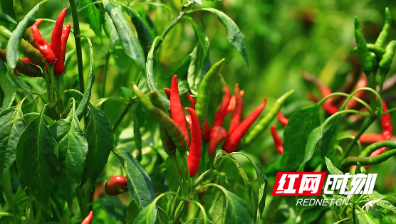 辣辣辣辣辣 桂阳五爪辣"辣"出红火好日子_辣椒