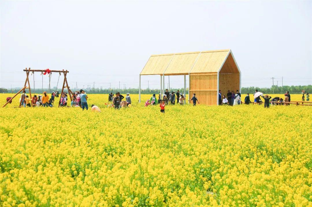 在萊州朱旺村的海天樂園裡碧雲天,黃花地與鄉間田野構成了一幅絕妙