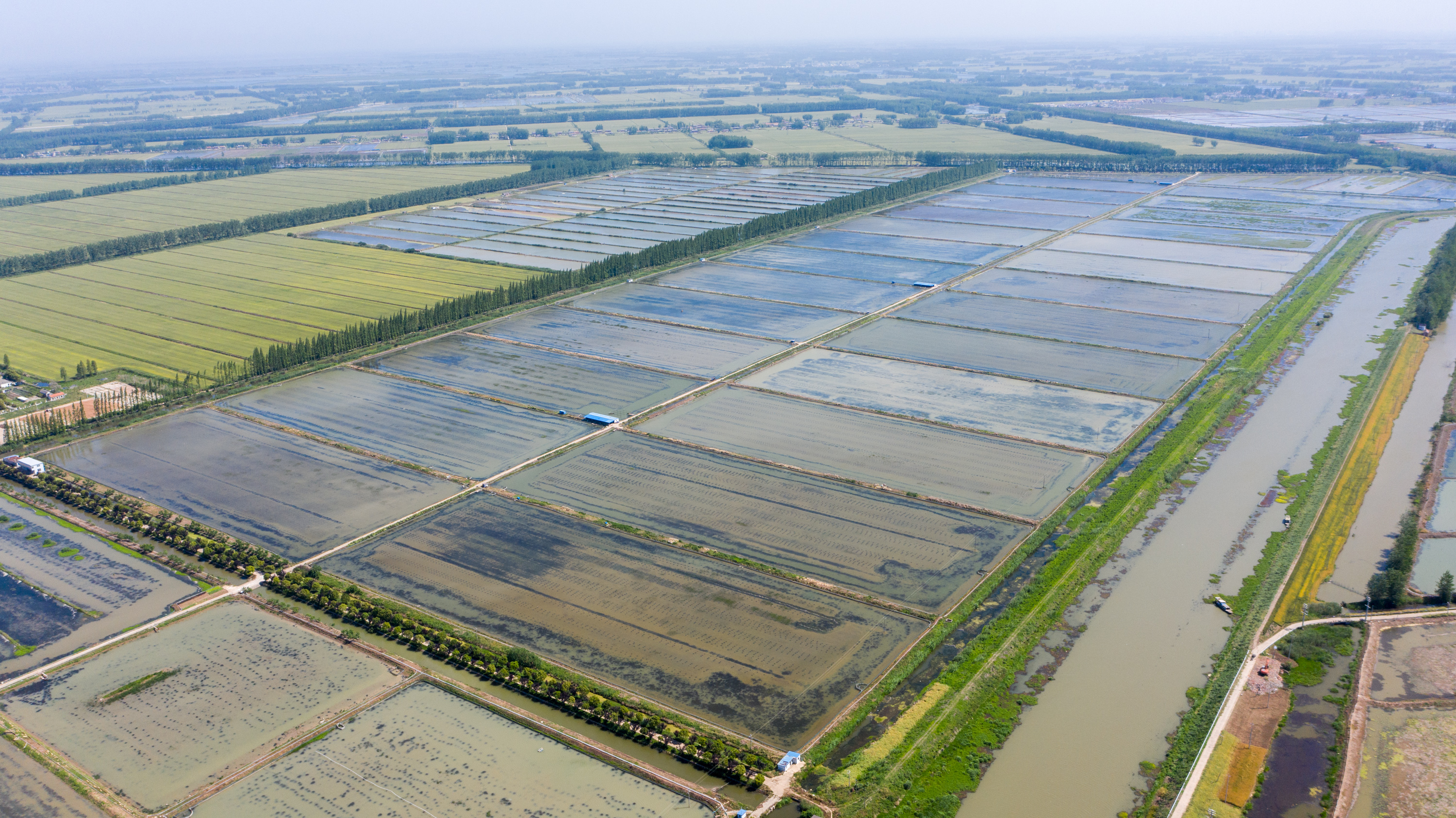 小青龙虾养殖基地图片