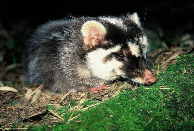 原创战斗力最弱的鼬科动物鼻子像猪脸像老鼠擅长用鼻子挖洞做窝