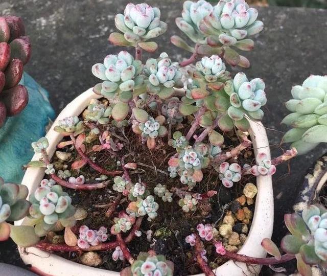 多肉露养好时节:扔外面,1个月没管,美得跟整容了一样!_yini