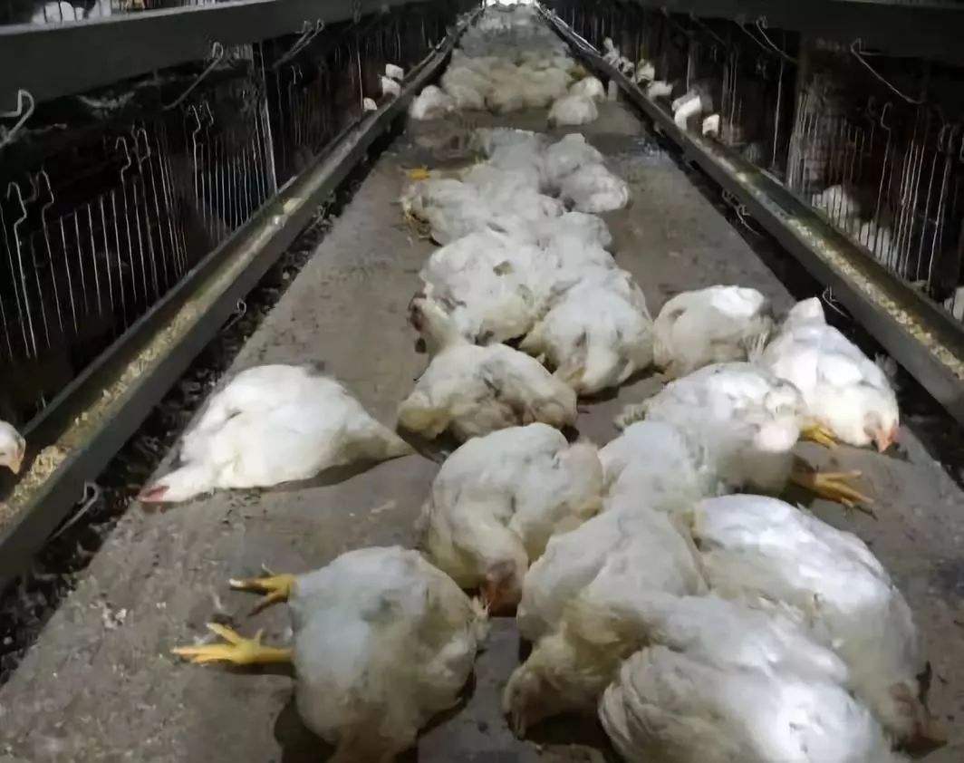 肉鸡为什么油增料