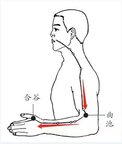 大肠经很好找,只要把左手自然下垂,右手过来敲左臂,一敲就是大肠经.