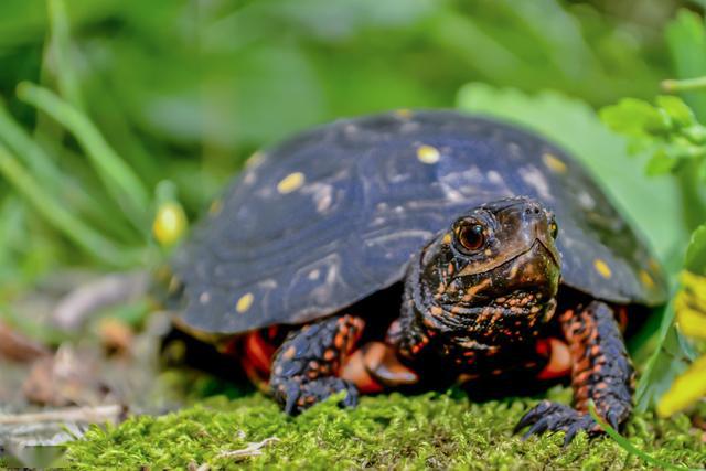 星点水龟怎么养?龟友们的新选择,把满身星星的精灵养在缸里-搜狐大视
