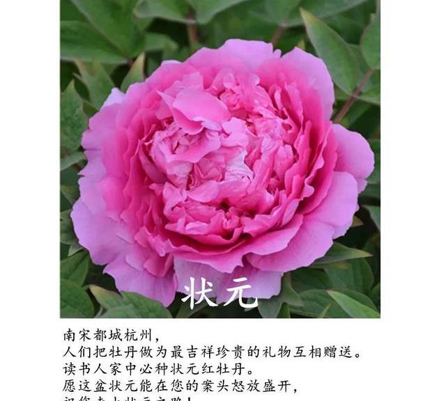 原创国花牡丹春天最大气的花开出第一朵就惊艳全场