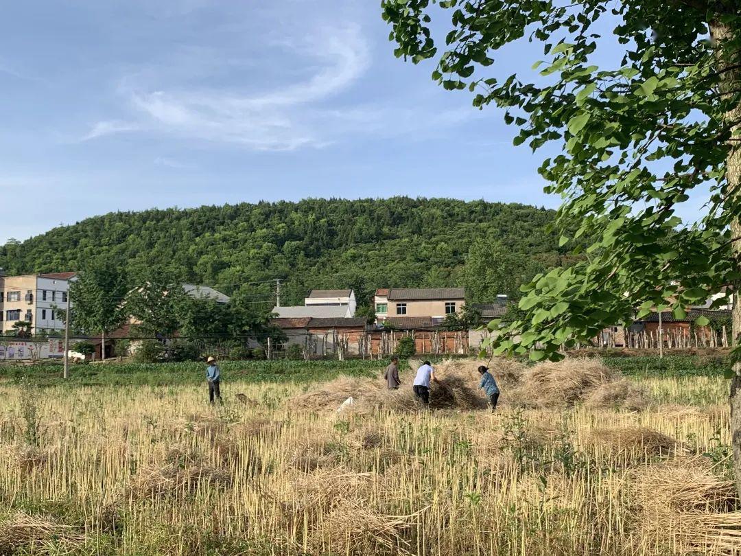 美丽乡村新画卷:杨集镇杨集村