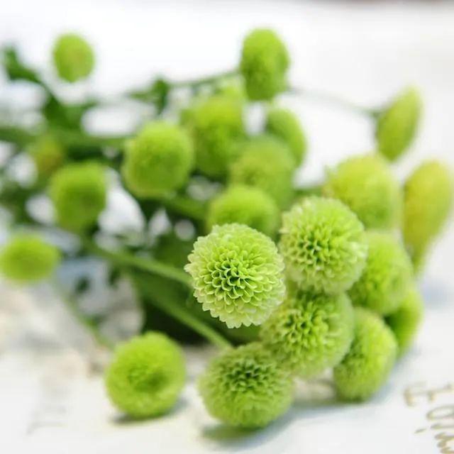 纽扣菊:如鬼马小精灵般的花朵