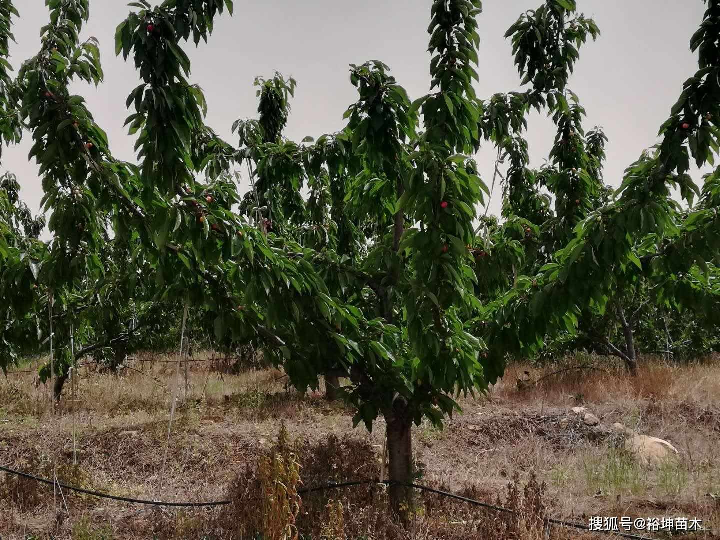 柯迪亚樱桃苗与拉枝在樱桃苗在种植管理过程中的应用