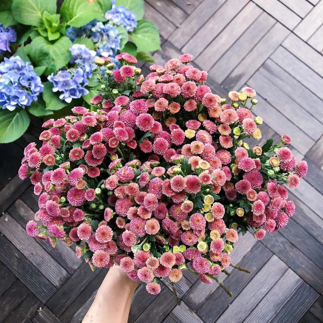 纽扣菊:如鬼马小精灵般的花朵