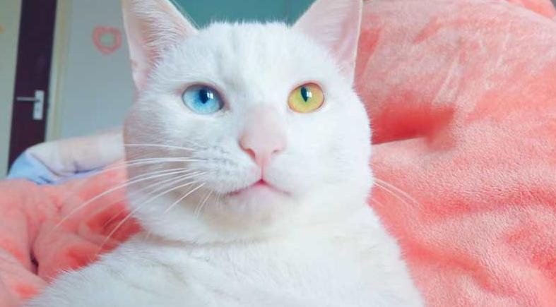 主人急寻这只白色异瞳猫谁见过