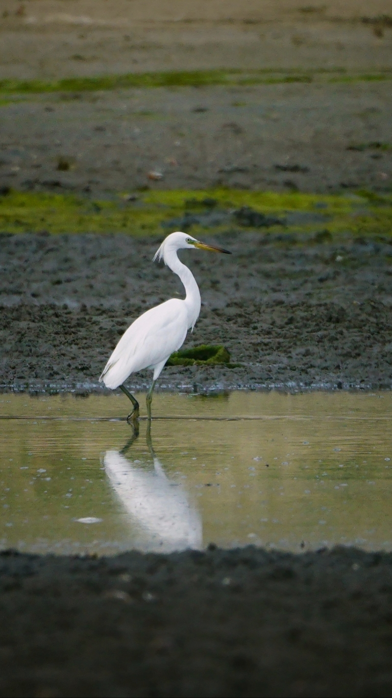 湛江首次影像记录到黄嘴白鹭是保护级别最高的白色鹭鸟