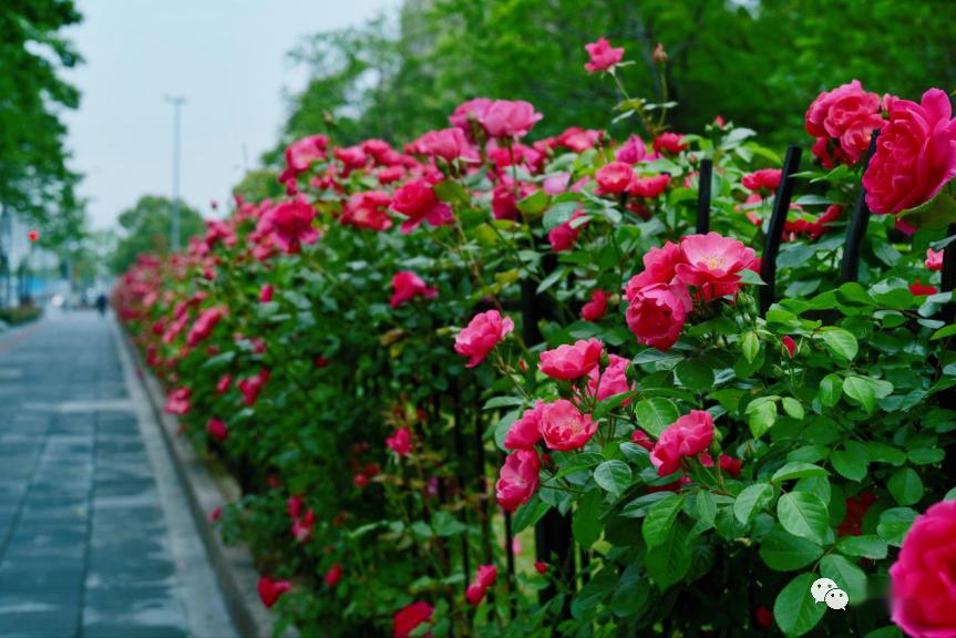 靜安永和路彭越浦濱河綠地月季花牆閔行永德路奉賢肖南路奉賢南奉公路