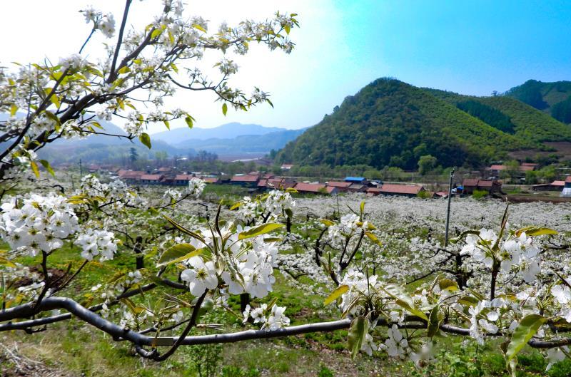 5月10日,凤城市刘家河镇卫国村,百亩果园万株梨树,竞相绽放.