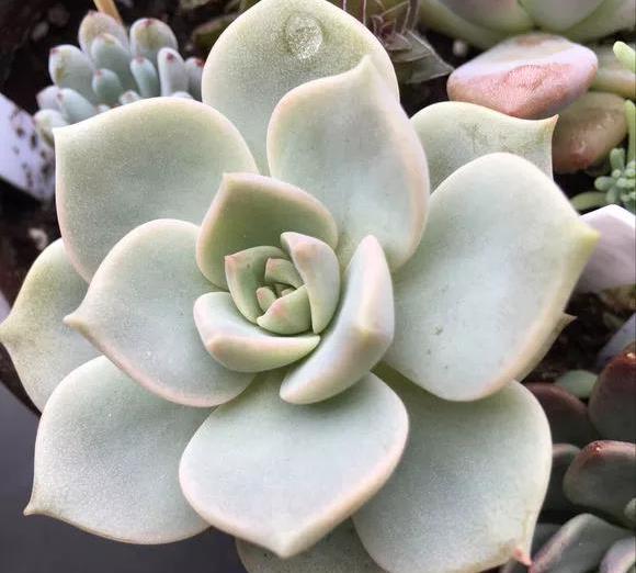 多肉露养好时节:扔外面,1个月没管,美得跟整容了一样!_yini