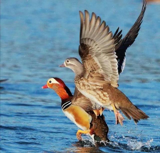 鸳鸯展翅北宋越瓷脉枕绶带鸟纹北宋越瓷绶带鸟纹北宋初越瓷绶带鸟纹