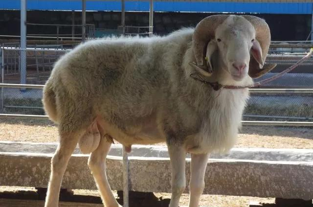 养好小尾寒羊5要点养羊户不可盲目养殖