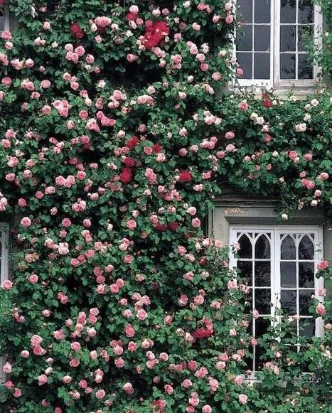 原创只要有阳台有院子就一定要养月季50座月季花墙美成童话