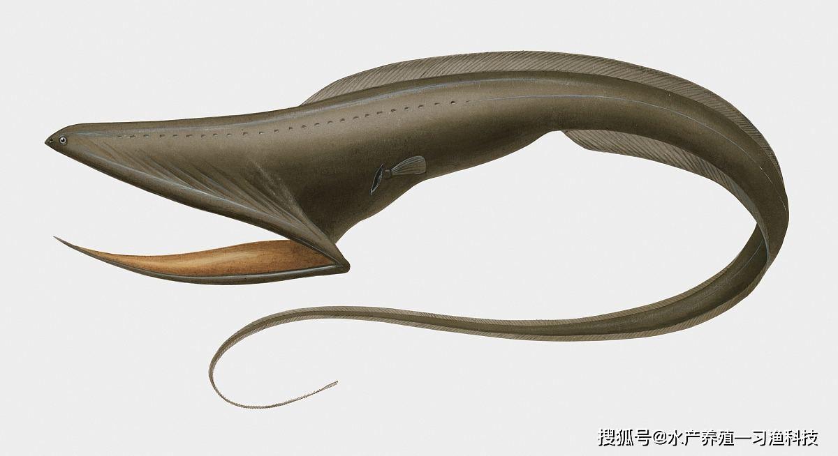 pelecanoides),属囊鳃鳗目(saccopharyngiformes),宽咽鱼科(eury