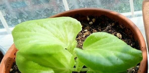 原创养花四季海棠播种到开花完整记录美极了