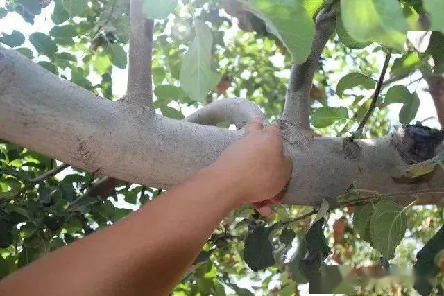 【果园讲堂】背上枝的巧妙处理!