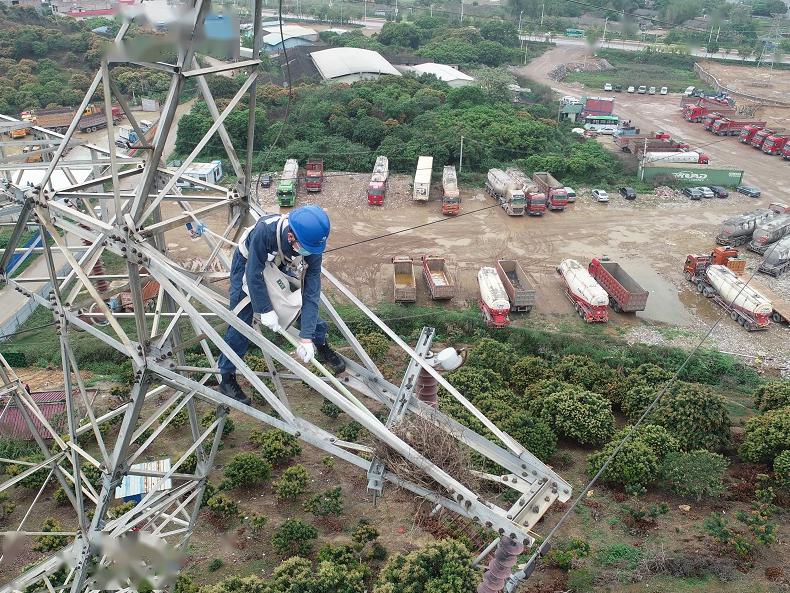 安裝在線路鐵塔上的仿真鳥窩)擋板我們也沒少裝(玉林供電局員工在鐵塔