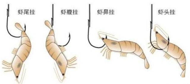 南极虾的挂法图解方法图片