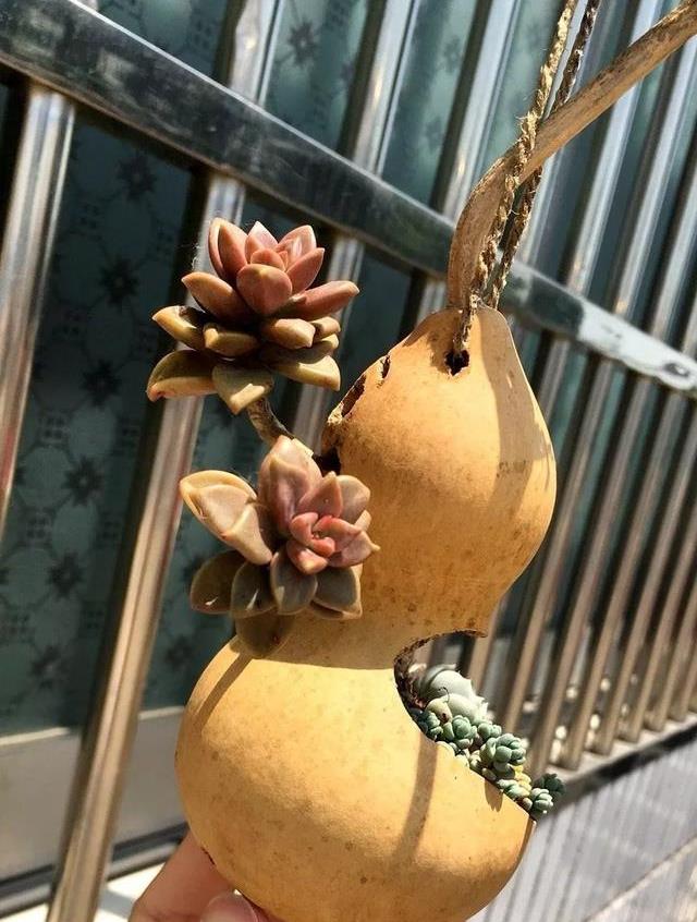 原创创意花盆不花一分钱葫芦种多肉邻居给钱都不卖