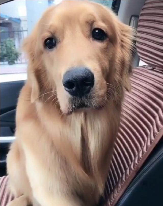 金毛到底可以多聪明呢看到这只网红犬刷新了我的认识