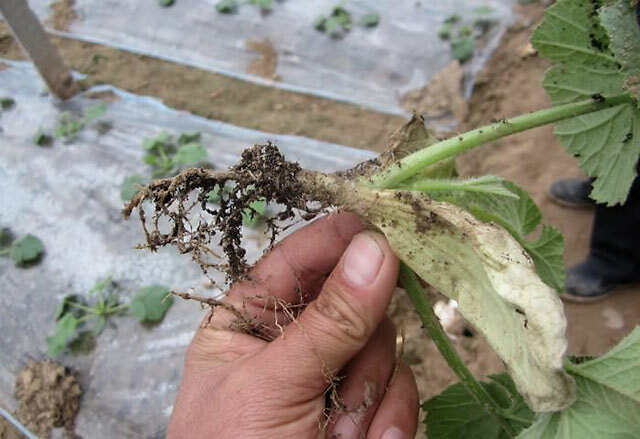 蔬菜根腐病的症状,蔬菜根腐病的发生因素,根小子专治重茬根腐!