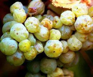 世界主流的12大白葡萄品种