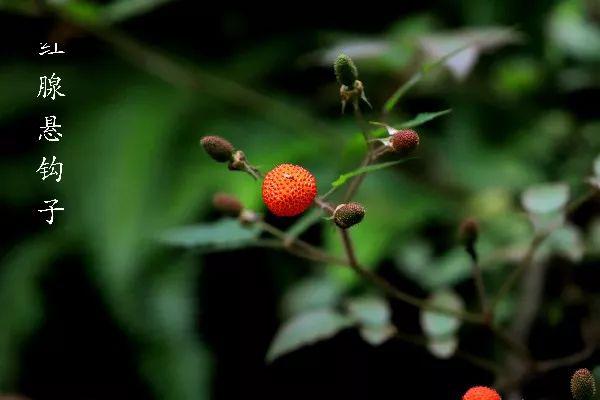 美味的诱惑江南常见悬钩子9种