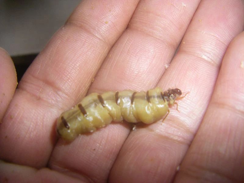 原创67雨后巨量爆发的飞蚁凭最强繁殖力苟了2亿年